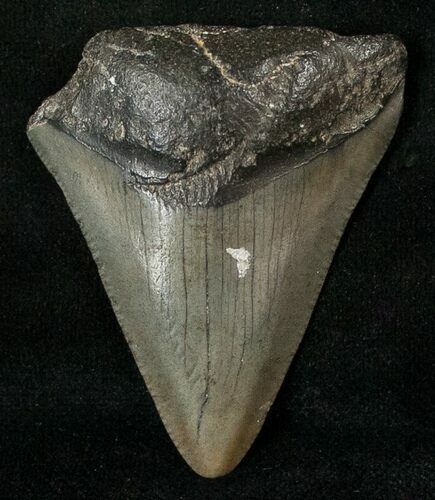 Bargain Megalodon Tooth - South Carolina #17367
